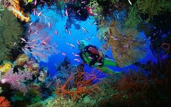 Coral Embellished Cave Pixels Wallpaper Tagged Sea