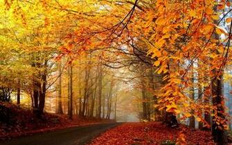Trees Leaves Turning Yellow What An Uncomparable Scene Autumn
