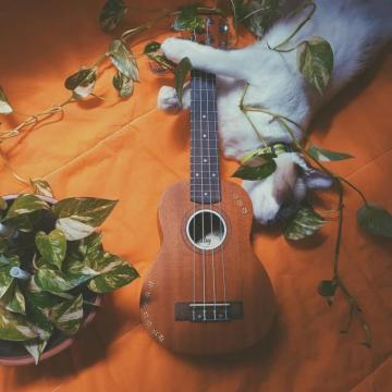 Wallpaper Ukulele Aesthetic Photozinhass No Instagram