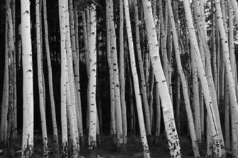 Aspen Tree Wall Mural Wallpaper Murals Your Way