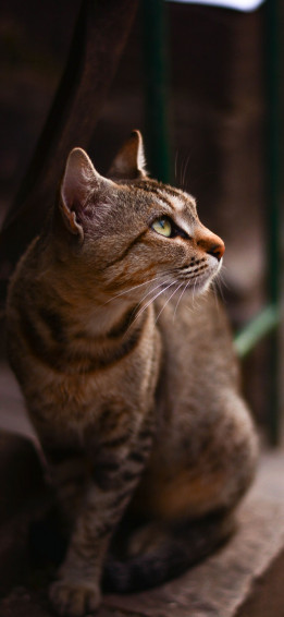 Cute Cat iPhone Wallpaper