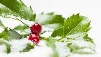 Leaves Berries Wallpaper