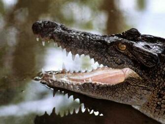 Reptiles Wallpaper Frogs Background Crocodiles Desktops