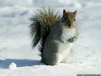 At Winter Animal Wallpaper Pixel Popular HD