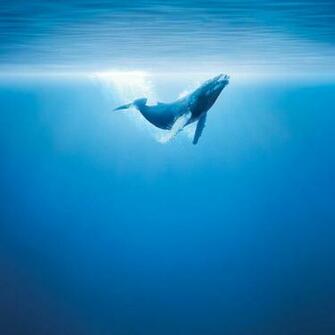 Blue Whale Wallpaper