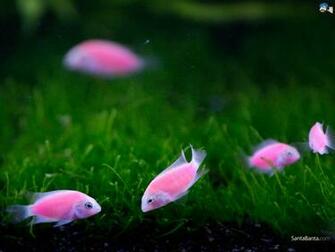 Aquatic Wallpaper