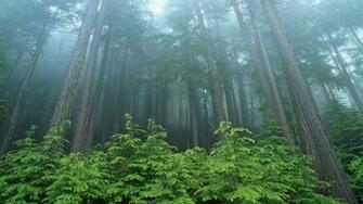 World Forest Wallpaper Evergreen National