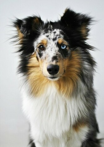 Shetland Sheepdog By Kattfloka