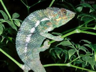 Panther Chameleon Pap Is De Parede Camaleoes R Pteis Fotos