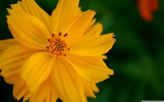 Sulfur Cosmos Flower 4k HD Desktop Wallpaper For Ultra Tv