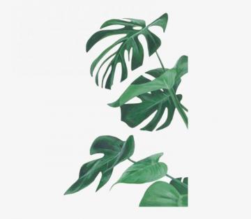 Botany Leaf Painting Leaves Illustration Watercolor Monstera