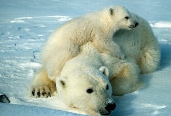 Polar Bear Wallpaper
