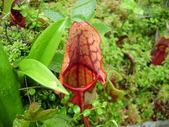 Amc Nh Sarracenia Purpurea Gallery Guide