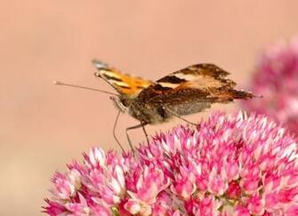 Category Animals HD Wallpaper Subcategory Butterflies