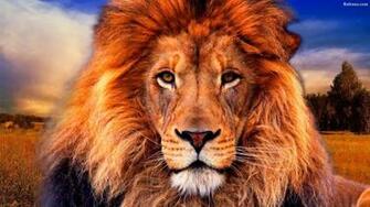 Lion Wallpaper HD Background Image Pics Photos