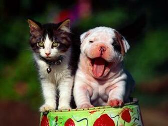 Dogs And Cats Wallpaper Make This For Your Desktop