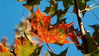 Thanksgiving Wallpaper Widescreen