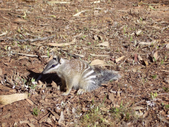 Numbat Wallpaper