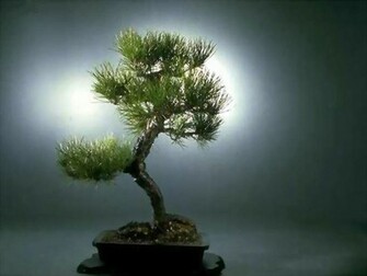 Bonsai Wallpaper