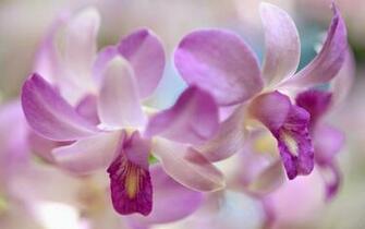 Beautiful Flower Wallpaper For Refreshrose Spot