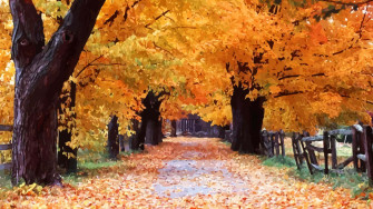 Enjoy A Crisp Autumn Day With This 4k Fall Landscape