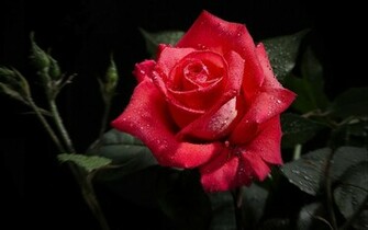 Single Black Rose Wallpaper Wide Wallpaperlepi