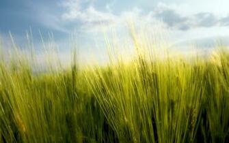 Spring Wallpaper