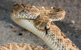 Wallpaper Rattlesnake