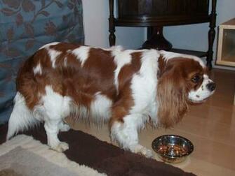 Cavalier King Charles Spaniel Pictures Wallpaper9