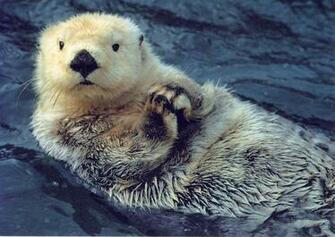 Sea Otter Wallpaper