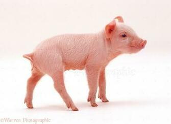 Piglet Background