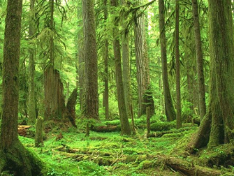 Walk In The Woods Exercise Kick Can Transition