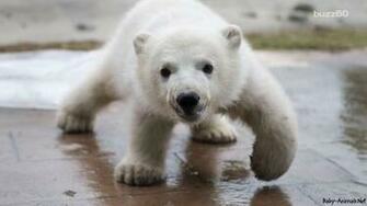 Baby Bear Wallpaper Animals