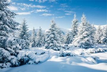 Amazon Csfoto Polyester Winter Backdrop Forest