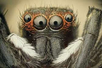 Spiders Wallpaper