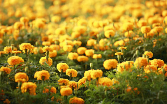Desktop Flower HD Wallpaper
