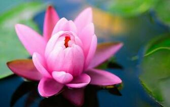 Charming Feminine Pink Flowers HD Wallpaper Flower