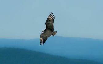 High Definition Desktop Wallpaper Of Turkey Vulture Image