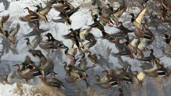 Mallard Wallpaper