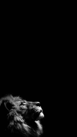 Lion iPhone Wallpaper Photography