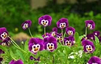 Moving Screensavers Flowers Htc Wallpaper To Your Cell