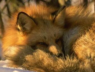 Pin Funny Snow Fox