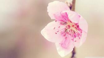 Pretty Pink Flower Wallpaper