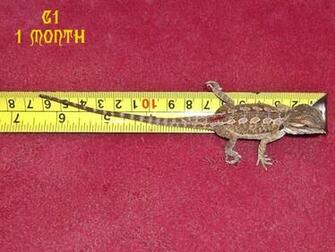 Bearded Dragons One Month Old Hatchlings