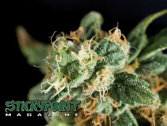 Cannabis Wallpaper Stickypoint Magazine