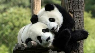 Animals Full HD Wallpaper 1080p Desktop Background