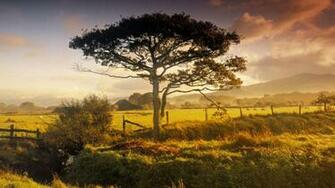 Tree Pasture Sunrise Wallpaper HD