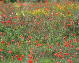 Desktop HD Wallpaper Perennial Wild Flowers