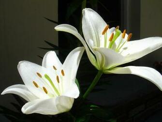 Lily Flower Wallpaper Rating Reer Nden Itemreed