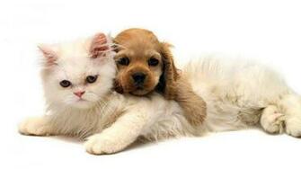 Cat And Dog Wallpaper